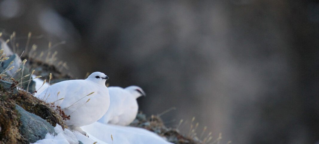 Zwei Schneehühner in weißem Wintergefieder sitzen auf einem Hang, der teilweise schneebedeckt ist.