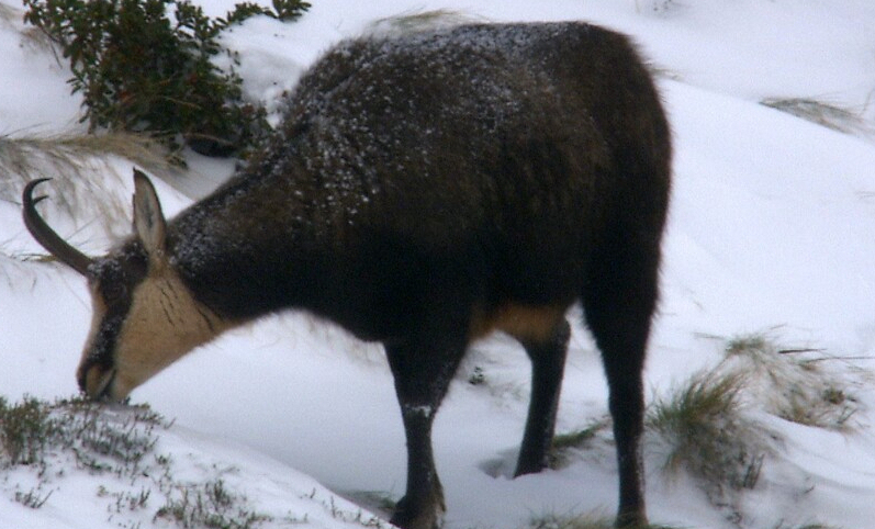 Asende Gams. Nahrungssuche findet auf einem schneebedeckten Hang statt. Der Wind hat teilweise die Schneedecke abgeblasen und die Vegatation komm zum Vorschein.