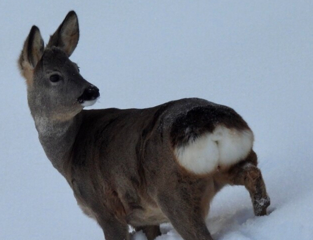 Reh schaut aufmerksam in eine Richtung. Die Lauscher sind in dieselbe Richtung gewandt, der Spiegel ist aufgestellt.