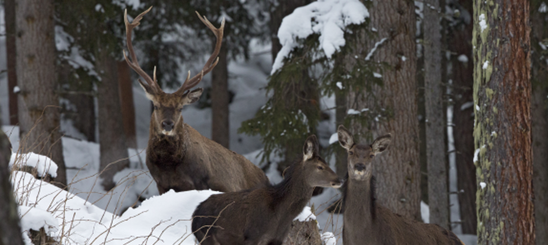 Rotwild steht in einem Wald. Es ist Winter.