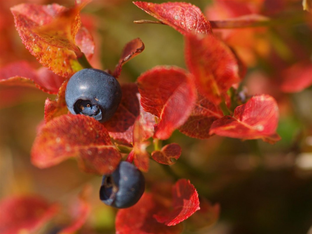 Nationalpark Regionsprodukt Andrea Trager Heidelbeere