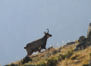Gemse im Nationalpark Hohe Tauern