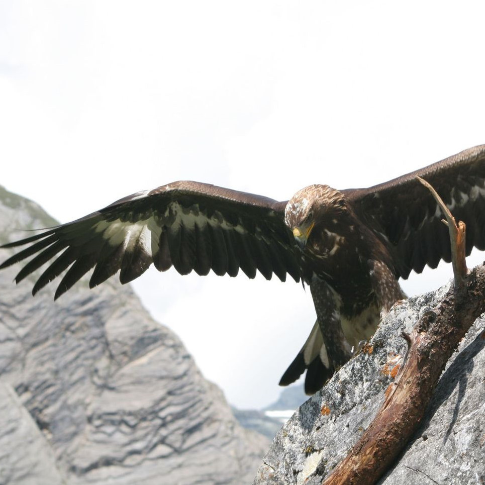 Steinadler beim Abheben