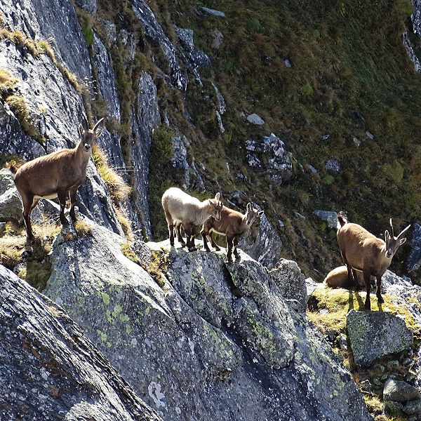 Steinwildkolonie im Nationalpark Hohe Tauern