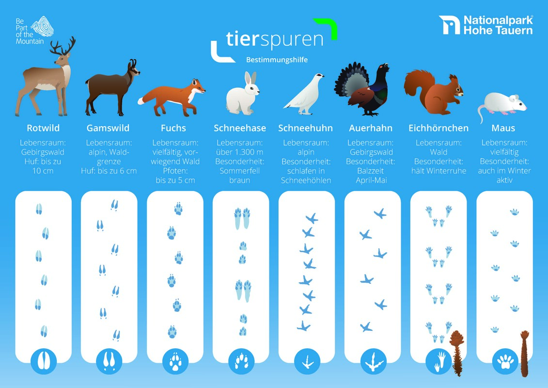 DRUCK NPHT Infografik Tierspuren