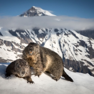 Murmeltiere im Nationalpark Hohe Tauern c Rita und Michael Schlamberger
