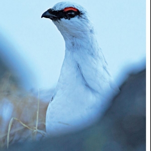 Herbst_Magazin_Tierwelt