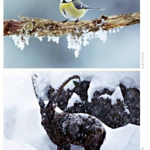 Wildtiere im Winter Quelle NP-Magazin