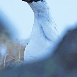 Schneehuhn c NPHT Gressmann