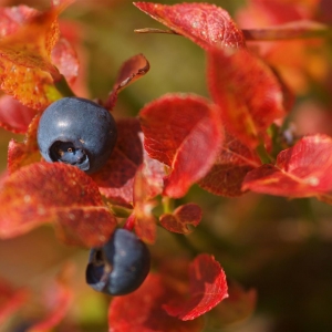 Andrea Trager_Heidelbeere_cNationalparkHoheTuaern_Daniel_Egger (Large)