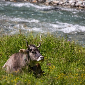 Biobauernhof Stemberger__cNationalparkHoheTauern_Hannah_Assil_u_Michael_Kastl_10 (Large)