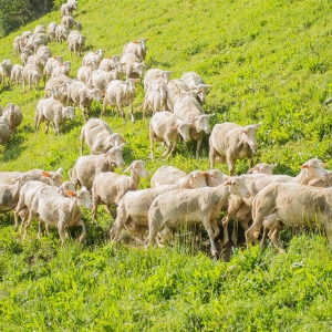 C Kollnighof_Sebastian Lackner (13) (Large)