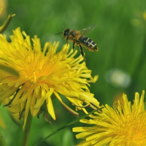 Viktoria Trager_Honig_Biene_Loewenzahn__cNationalparkHoheTauern_Thomas_Raffler (Large)