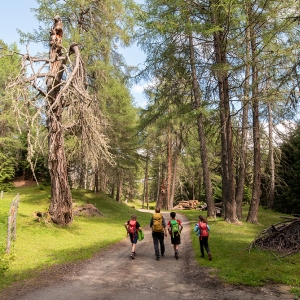 ZedlacherParadies_cNationalparkHoheTauern_Kastl_Assil_67