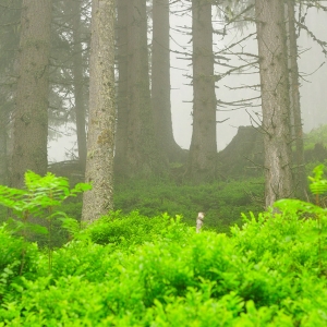 Mystischer Wald © NPHT 