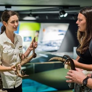 Haus der Steinböcke (c) Harald Wisthaler