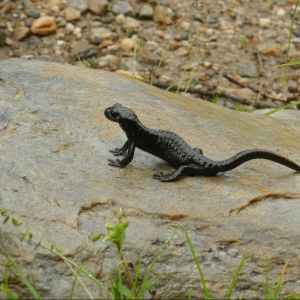 Alpensalamander im Regen c Wilfried Rieder
