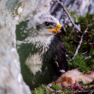 Adler_Jungvogel_cNationalparkHoheTauern_Hannah_Assil_u_Michael_Kastl_1