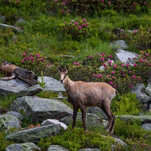 Gamsgeiss_cNationalparkHoheTauern_Hannah_Assil_u_Michael_Kastl