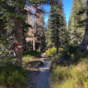 Rauriser Urwald im Herbst c NPHT Pecile