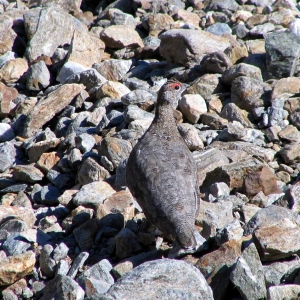 Schneehuhn_cNPHT_Angermann (Medium)