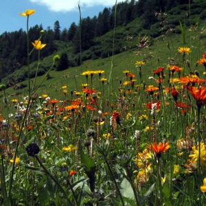 Bergblumenwiese_cNPHT_Peter_Gruber