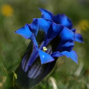 NPHT_Kurzthaler_Stengelloser_Enzian-Gentiana_acaulis
