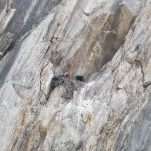 Aktuelle Aufnahmen von der Bartgeierbrut vom 5. März vom Horst in Prägraten. c Silke Moll