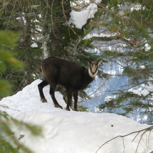 Gams im Gelände im Winter c Gressmann