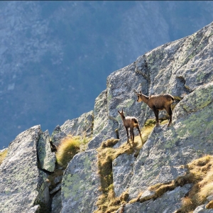 Gemsen im Fels c NPHT Rieder