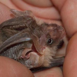 Alpenlangohr Fledermaus_c_Caroline_Schulze