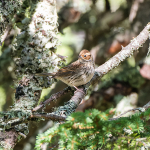 Zwergammer im Stubachtal/Uttendorf © Andreas Baldinger