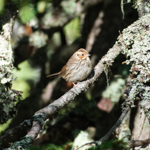 Zwergammer im Stubachtal © Andreas Baldinger