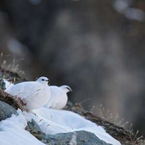 Zwei Schneehühner in weißem Wintergefieder sitzen auf einem Hang, der teilweise schneebedeckt ist. 