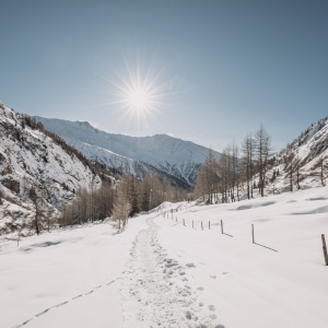 Ein Winterwanderweg führt mittig im Bild in Richtung eines kleinen Lärchenwaldes. Am wolkenlosen Himmel scheint die Sonne. Der Schnee auf den Hängen links und rechts des Winterwanderweges wurde teilweise vom Wind verblasen. 