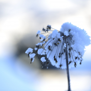 Ein verblüter Samenstand ist teilweise mit Schnee bedeckt. 