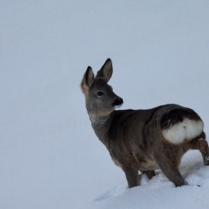 Reh_im_Schnee