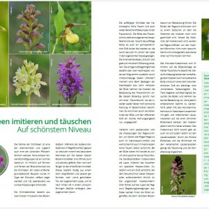 Blick in die Broschüre zu den Orchideen