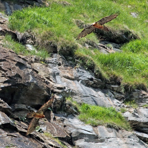 Bartgeier1_c_MatthiasLehnert